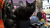 Esta es la ciudad que prohibió la adopción de gatos negros en Halloween para evitar “rituales” siniestros