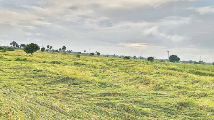 Farmers worried as heavy rains flatten paddy fields