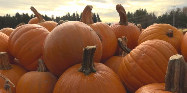 Warm Belly welcoming families for a final weekend of fall fun