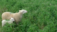 Detectados nuevos focos de lengua azul en Teruel, Salamanca, Almería y Alicante