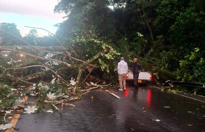 Gigantesco árbol cayó y taponó la Autopista del Café entre Armenia y Circasia tras fuerte aguacero
