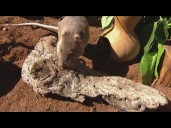 Zoo Day | Meet the giant pouched rat