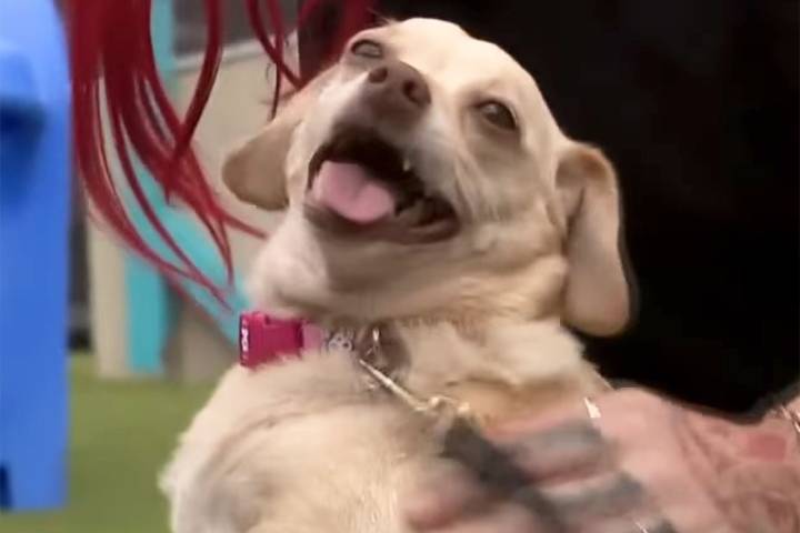 Chihuahua Who Went Missing in Mississippi Found 5 Years Later in Florida