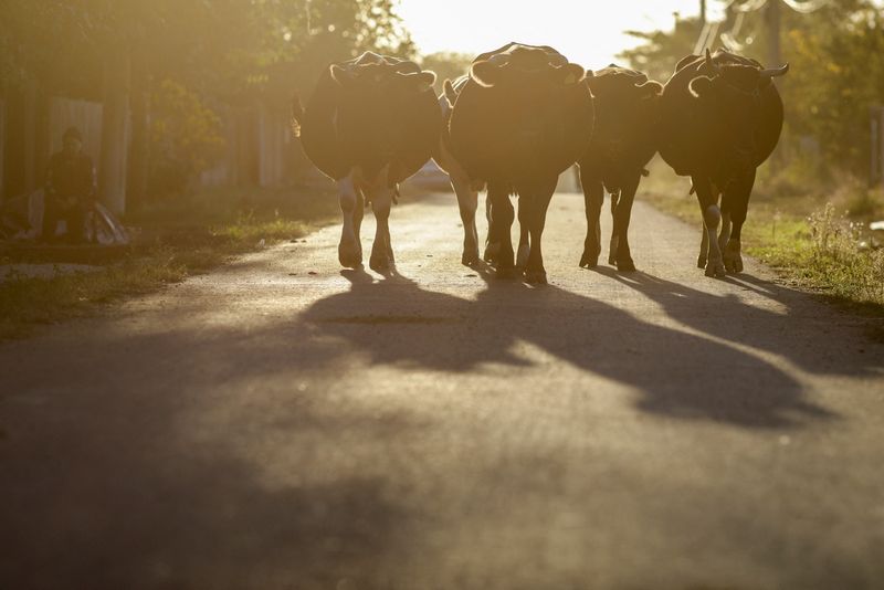 Romania reports bluetongue outbreak in cattle, WOAH agency says