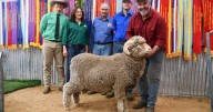 Conrayn Merinos 2025 ram sale results, top price and average