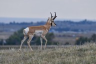 Hunting on Fort Carson, Piñon Canyon suspended due to government shutdown