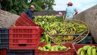 El plátano se encuentra entre las principales verduras más consumidas en el país