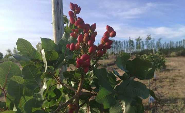Plantación de pistachos fructifica por primera vez en La Pampa