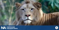 Operativo en el Zoo de Luján: evalúan el rescate de 60 leones y tigres