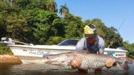 Peces marcados: el proyecto que sigue la trayectoria de surubíes y dorados