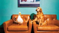 Why Hollywood’s Animal Actors Can’t Find Work