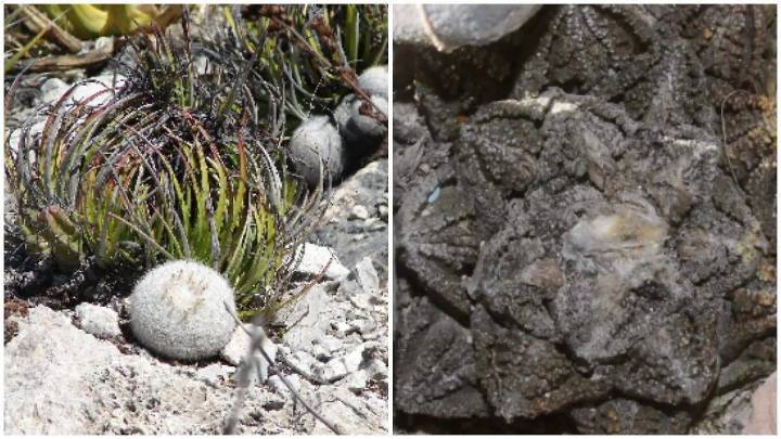 23 cactáceas de San Luis Potosí que están amenazadas o en peligro de extinción
