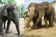 Topeka Zoo mourning loss of elderly elephant Cora