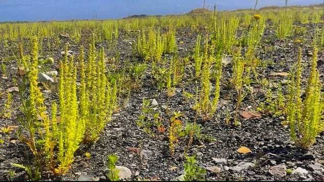«Los investigadores no dan credito: un experimento consigue que un vertedero de escombros rebose de flores»