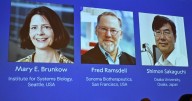 The Nobel Prize in medicine goes to 3 scientists for work on the human immune system