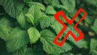 Ni aloe vera ni menta: la opción fácil de cultivar en maceta que todos están eligiendo