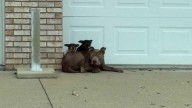 Ohio Rescuers Find 3 Dogs Huddled Together On A Street Corner, Waiting For Their Family To Come Back