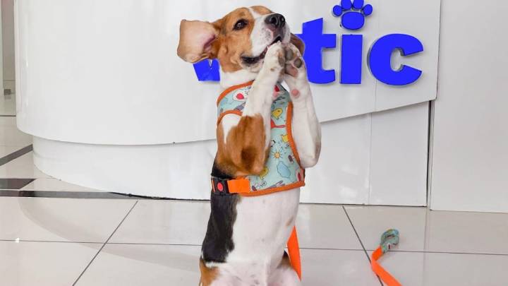 Homemade Vs Packaged Pet Food: What’s Better For Your Pet’s Health?
