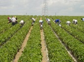 El sector agrícola convoca a alcaldes para "unir fuerzas" y exigir al Gobierno un mayor contingente en origen