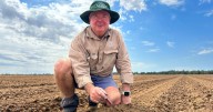 Optimism as NSW cotton season begins with strong yields