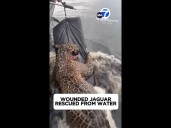 Jaguar shot in face, head rescued in Brazil