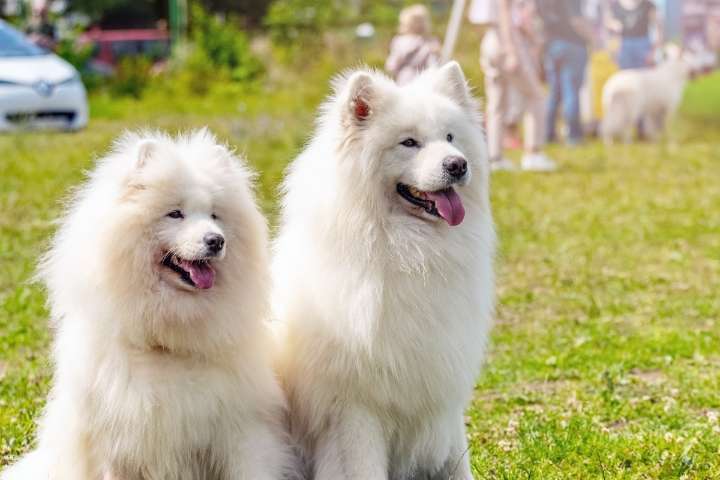 10 Best Dog Multivitamin Products for Samoyeds