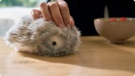 Meet Moflin: Casio’s lovable furry robot pet with 4 million customised emotions