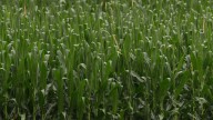 Arkansas congressman proposes bill to give immediate relief to farmers