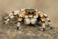 Animals With More Than Two Eyes: Nature’s Extraordinary Visionaries