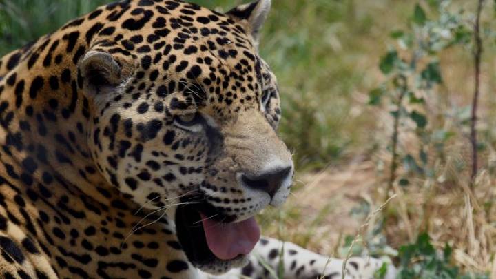 Brasil y México encabezan la lucha por proteger y conservar al jaguar