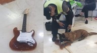 De donas espolvoreadas con cocaína a narco ganado, innovación de cárteles para camuflar drogas