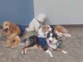 Terapias asistidas con perros reducen estrés y uso de fármacos en hospitales