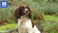 English springer spaniels Kelly and Milo helping fight dieback in Western Australia