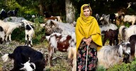 Kashmir’s pastoral nomads trekked the Himalayas for generations. Now they face a climate threat