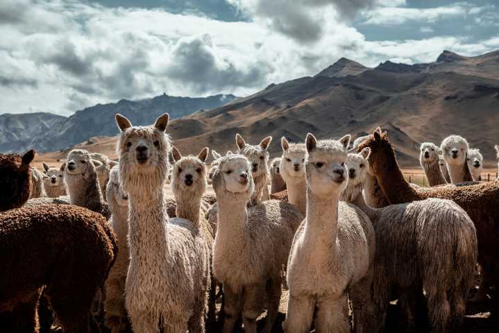 Comisión Agraria aprueba medidas para descontaminar río Nanay y reconocer el valor de la alpaca en el Perú