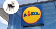 Lidl saca a la venta todo lo que necesitas para Halloween: dos opciones para disfrazar a tu perro por menos de 5 euros
