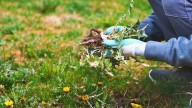 The Two Types Of Weeds You'll Find In The Yard During Winter (& How To Get Rid Of Them)