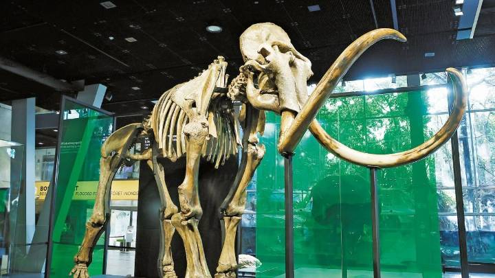 El mamut más humano