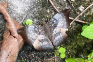 Sikkim: Rare butterfly ‘Spotless Baron’ spotted again in Dzongu after 5 years