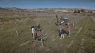 El pistacho da frutos hasta cuatro años antes gracias a una innovación aragonesa