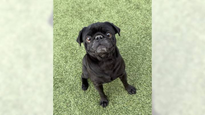 Pug Rootbeer is looking for a family to love