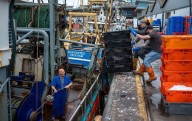 Los pulpos toman las costas de Inglaterra