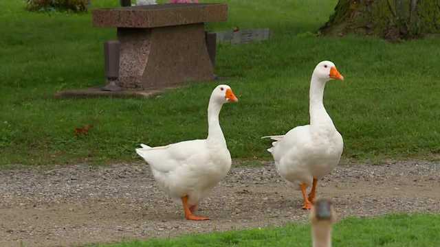 Beloved goose at Iowa cemetery dies in hit