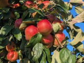 Manzanas, aire fresco y diversión