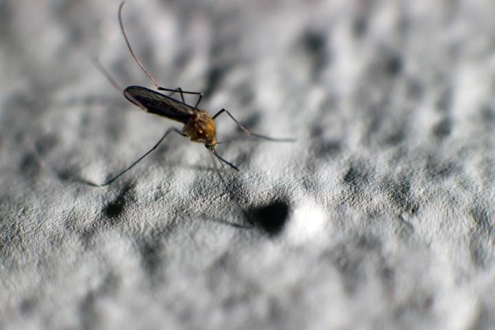 West Nile Virus detected in Pasadena: What to know