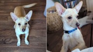 Texas Shelter Pup Faces Repeated Rejection As Families Give Up Too Soon