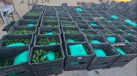 Decomisan una tonelada de droga oculta en cajas de chiles en frontera con EU