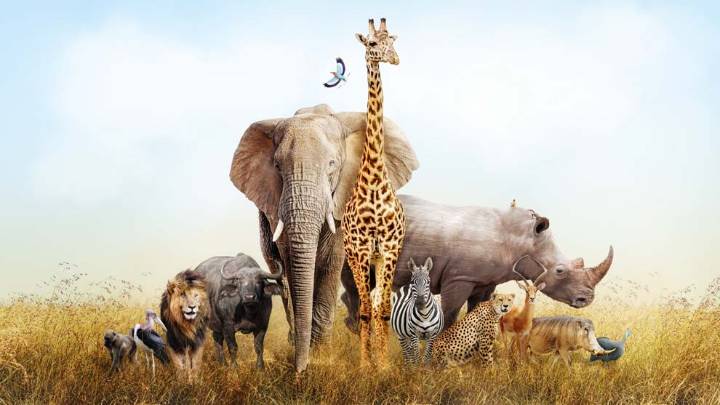 Efemérides 4 de octubre: Día Mundial de los Animales
