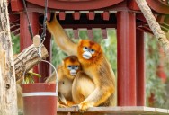 China’s rare golden monkeys debut at European zoos, a possible successor to ‘panda diplomacy’