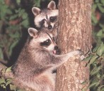 Rabies warning: 5 cases confirmed in Northampton County